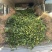 （包邮）基地直发高产嫁接油茶苗长林系列品种齐全质量保证