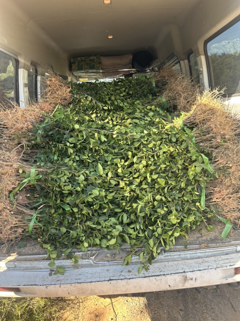 （包邮）基地直发高产嫁接油茶苗长林系列品种齐全质量保证