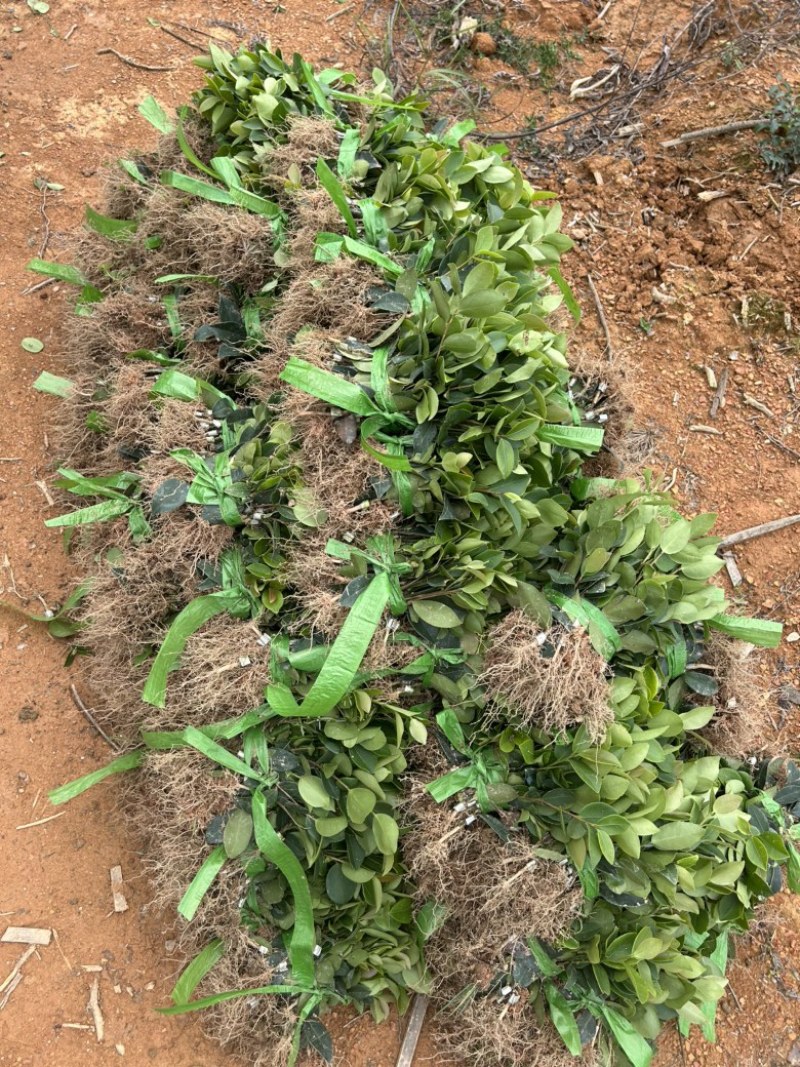 （包邮）基地直发高产嫁接油茶苗长林系列品种齐全质量保证