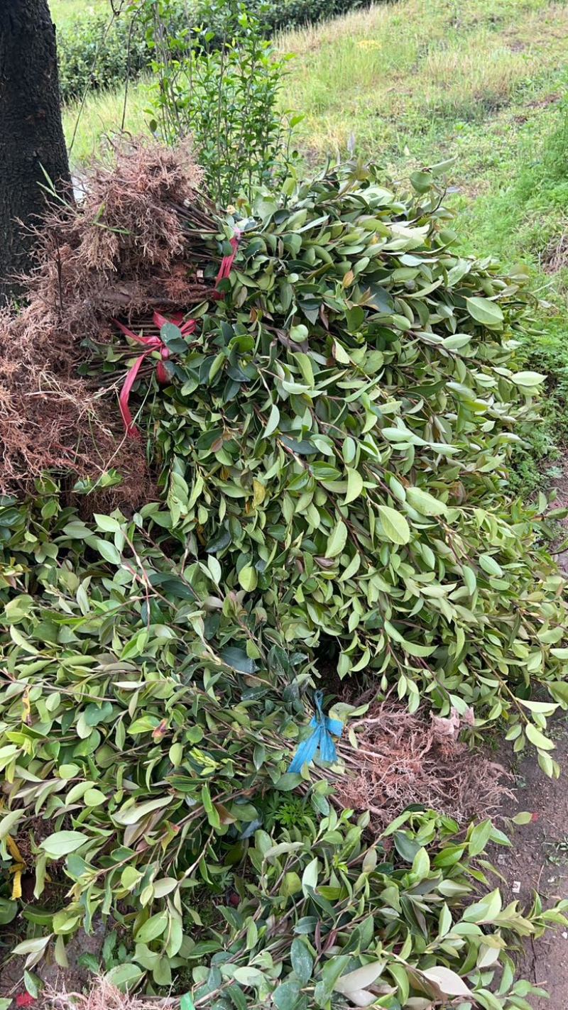 （包邮）基地直发高产嫁接油茶苗长林系列品种齐全质量保证