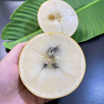 黄晶果产地一手货源支持代办礼盒装泡沫箱装社区团购合作