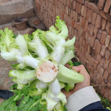 重庆大心儿菜基地供应长久有效用心服务