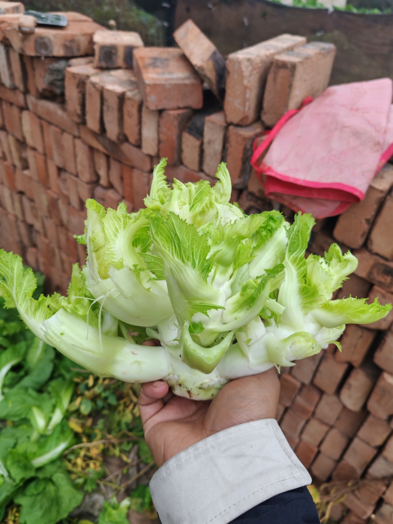 重庆大心儿菜基地供应长久有效用心服务