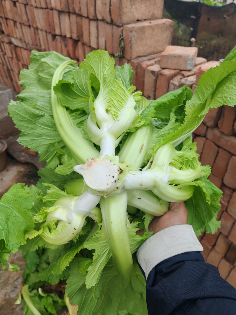 重庆大心儿菜基地供应长久有效用心服务