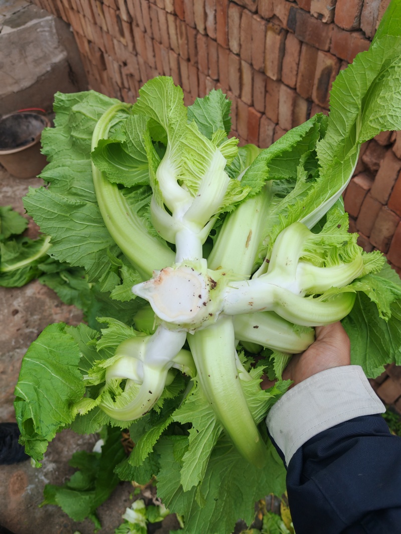 重庆大心儿菜基地供应长久有效用心服务