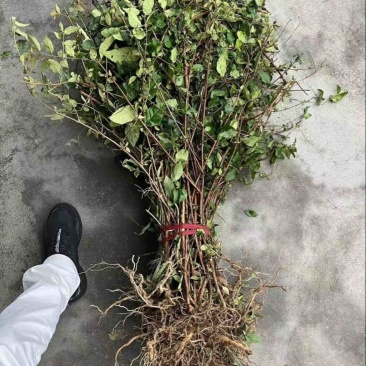 醉鱼草
