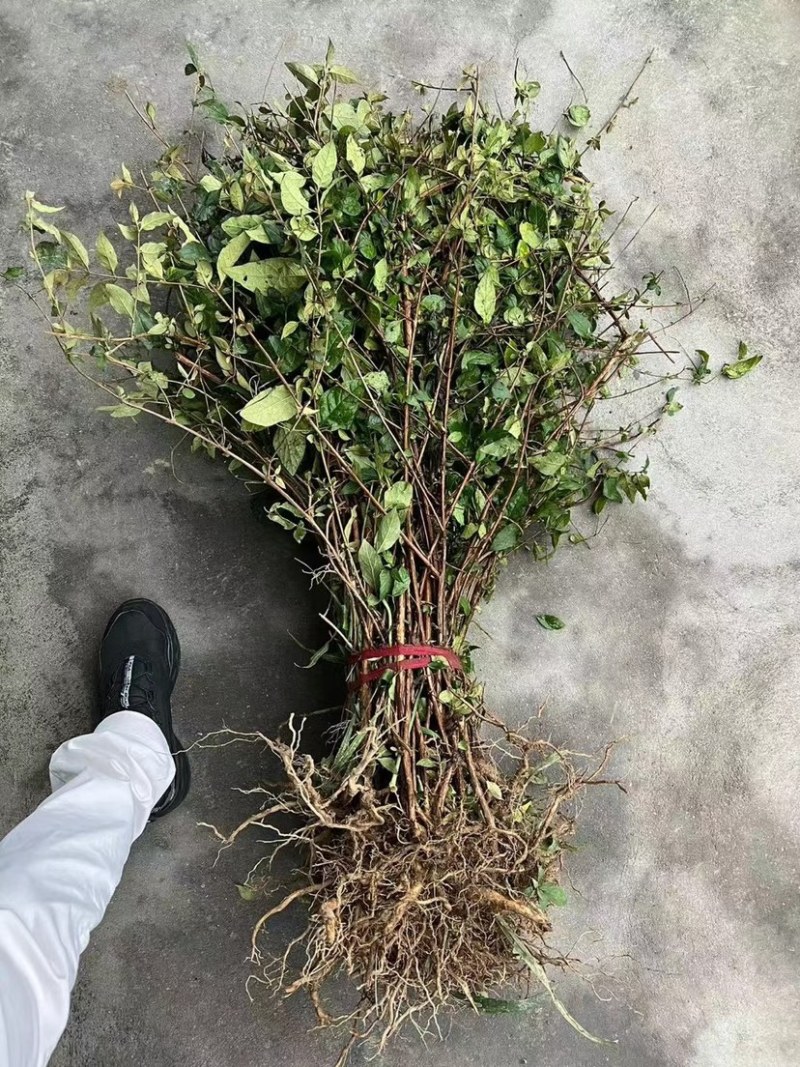 醉鱼草