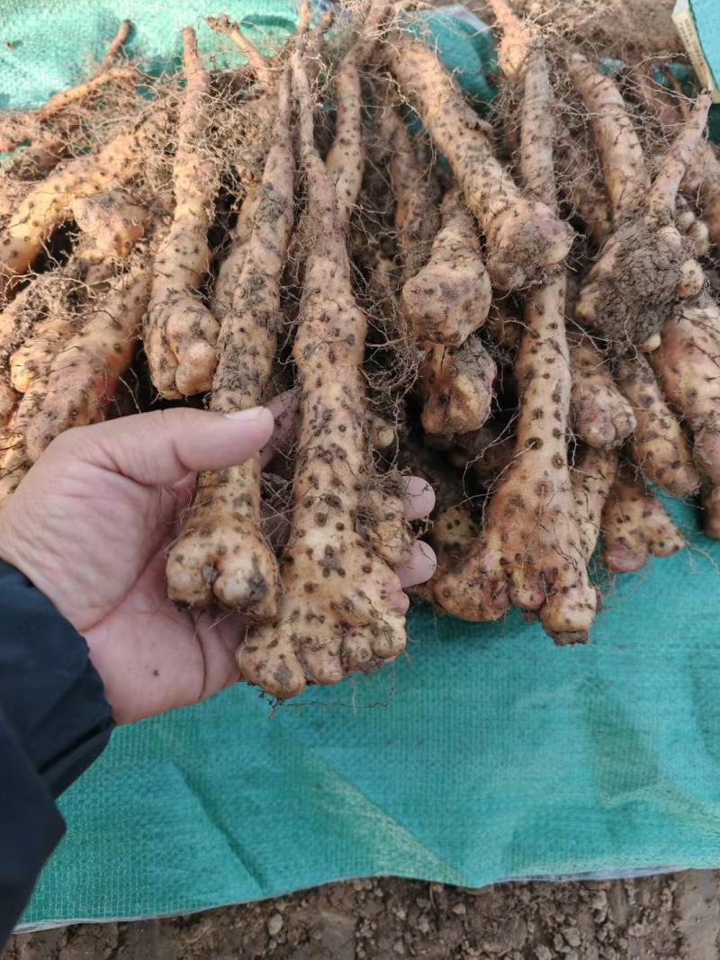 垆土铁棍原种豆苗