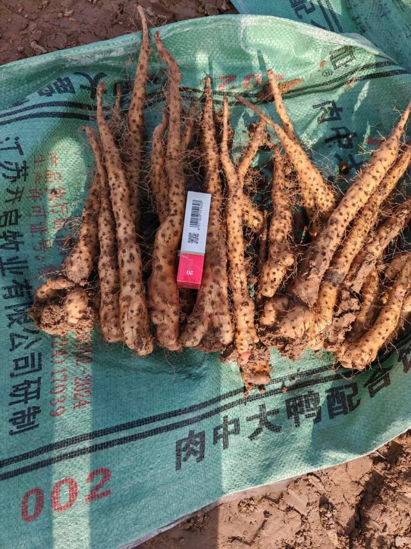 垆土铁棍原种豆苗
