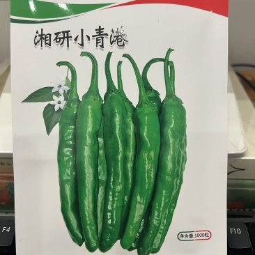 湘研小青港辣椒种子，甜而微辣，脆嫩爽口，耐放
