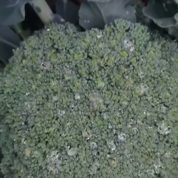 西兰花一手货源大量供应市场加工厂量大从优