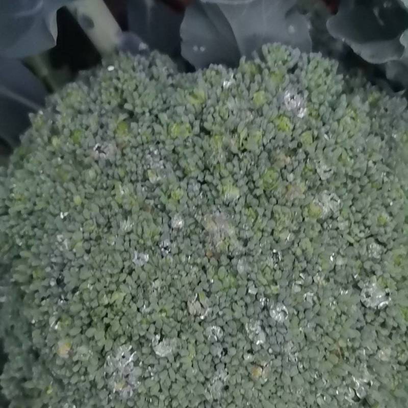 西兰花一手货源大量供应市场加工厂量大从优