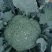 西兰花一手货源大量供应市场加工厂量大从优