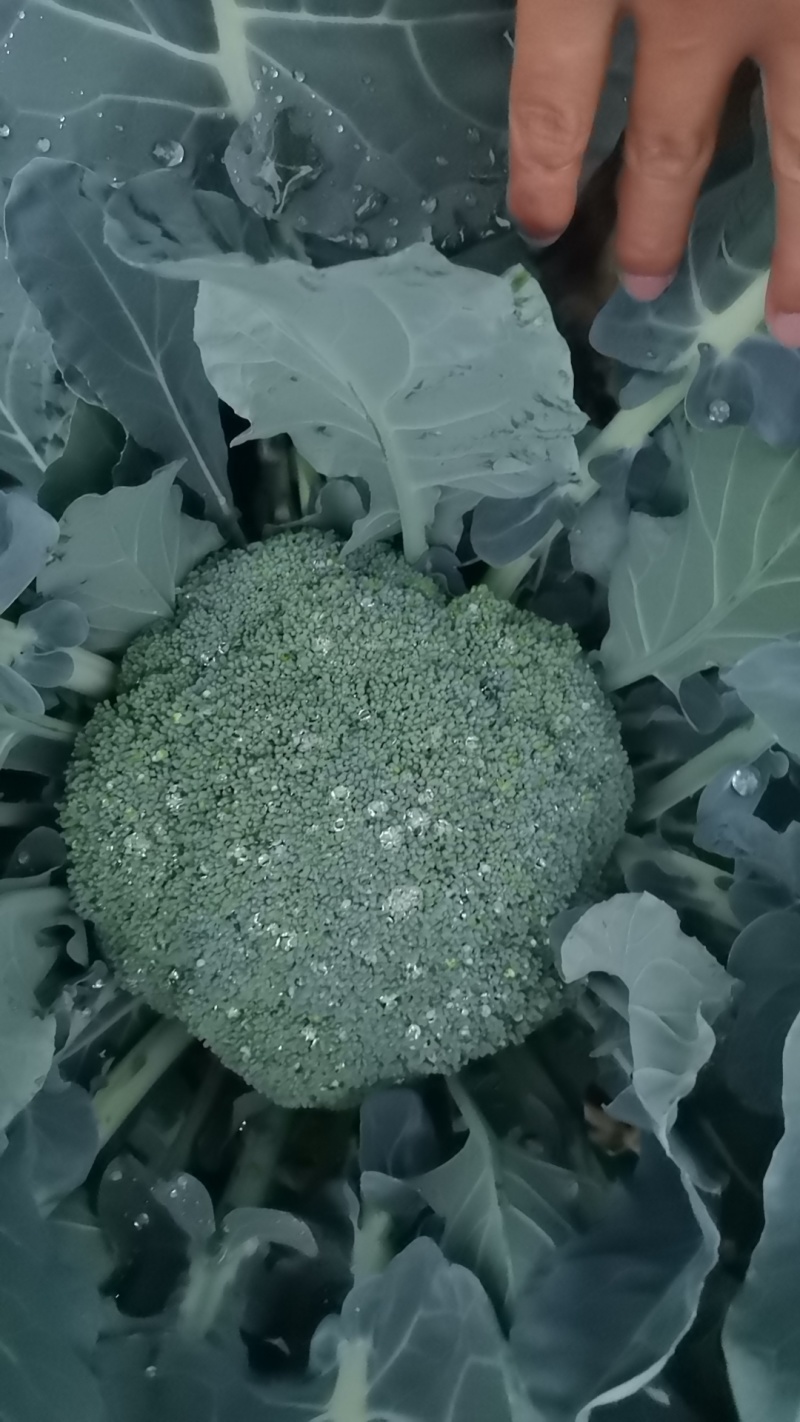 西兰花一手货源大量供应市场加工厂量大从优