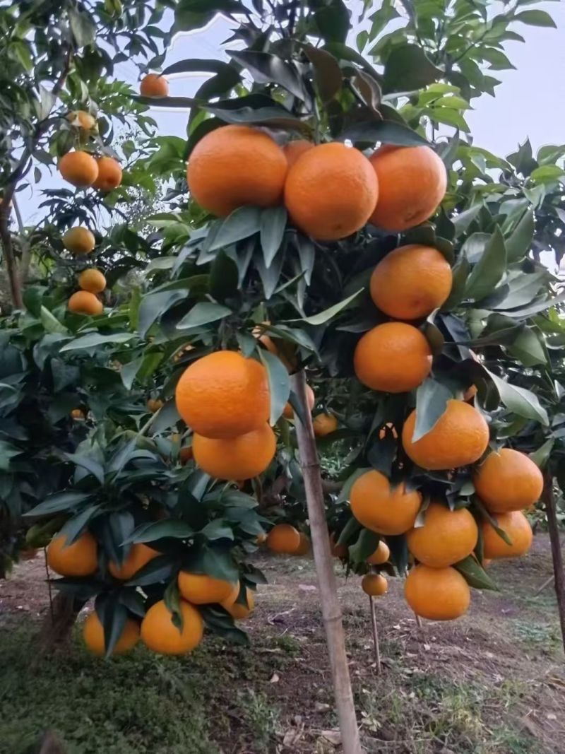 爱嫒38货好口味巴适...........