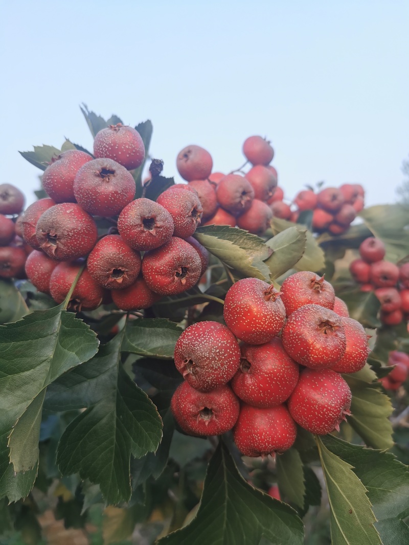 沂蒙山正宗大金星山楂糖葫芦山楂罐头山楂**