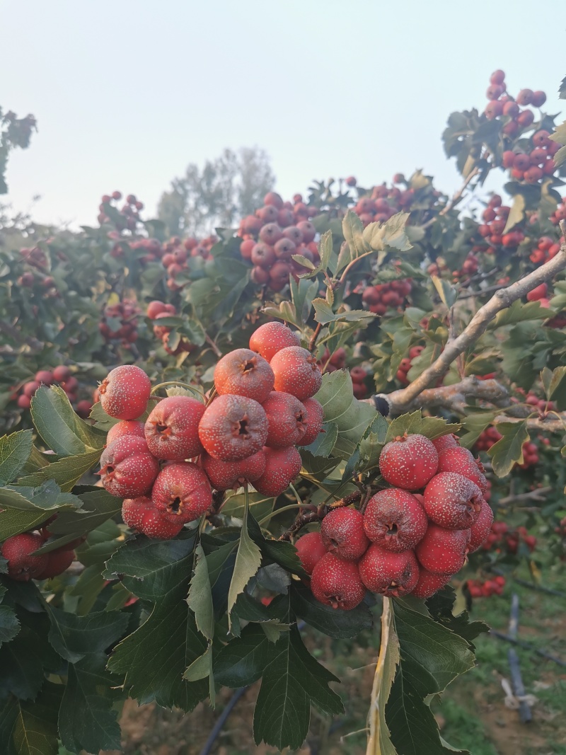 沂蒙山正宗大金星山楂糖葫芦山楂罐头山楂**
