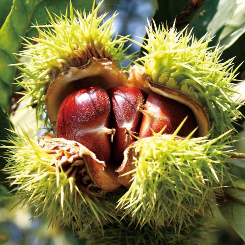 陕南板栗秦岭山区镇安大板栗红板栗量大从优