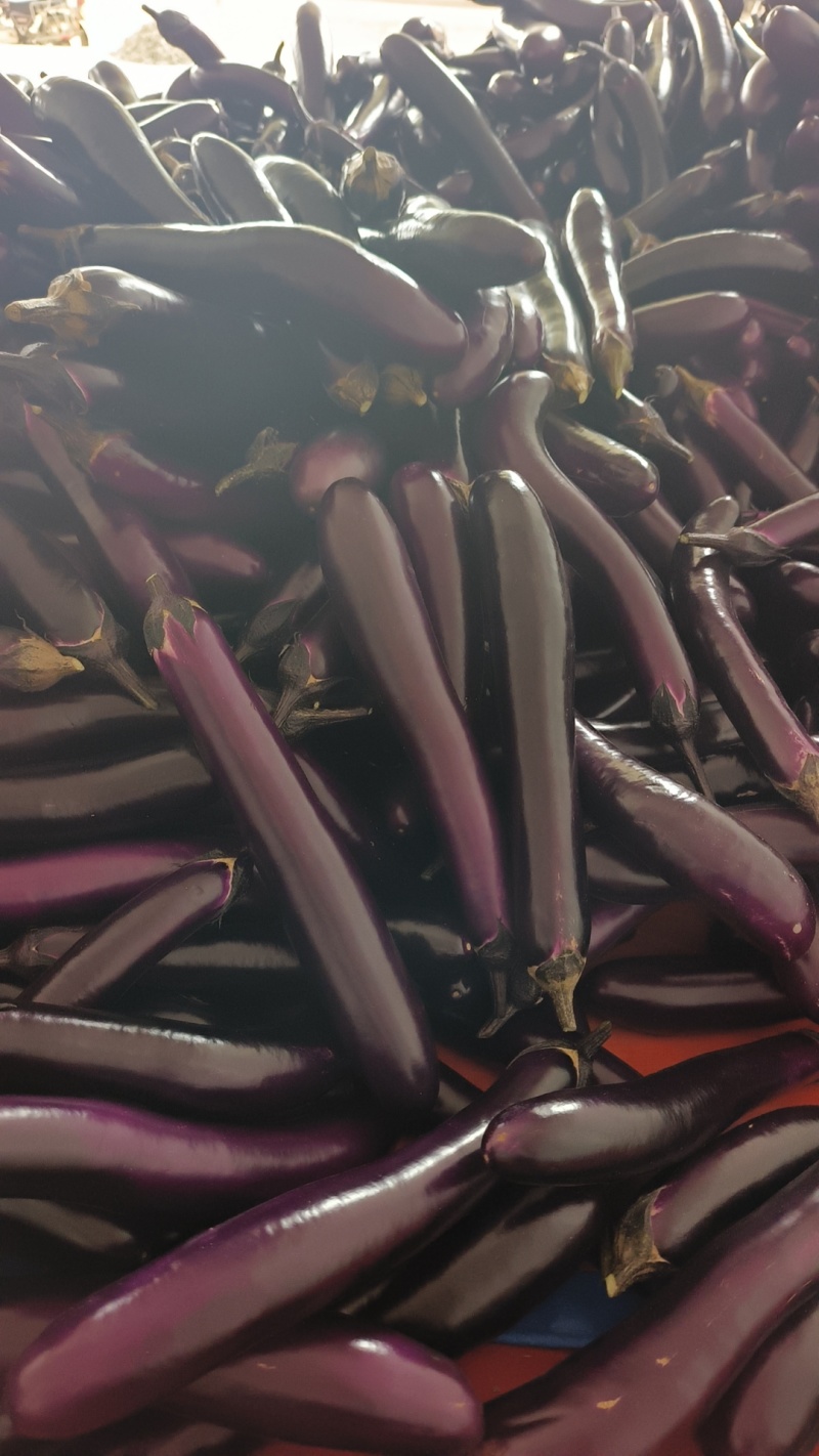 大茄红金刚大量上市产地一手资源