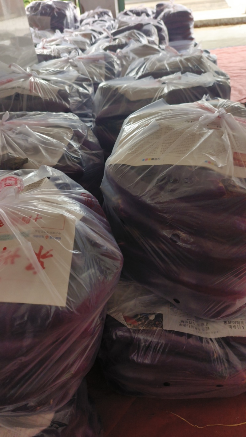大茄红金刚大量上市产地一手资源