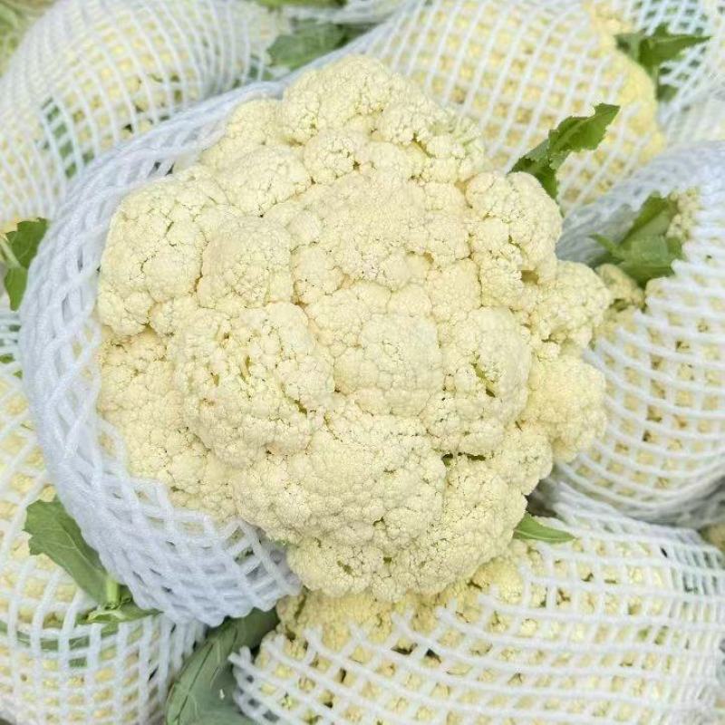 【推荐】湖北松花菜菜花一手货源供应市场商超电商量大价优