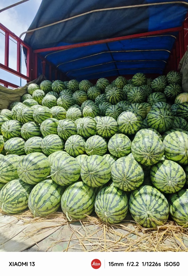 翠美811美都西瓜种子中早熟圆形大果单瓜15右糖13.2