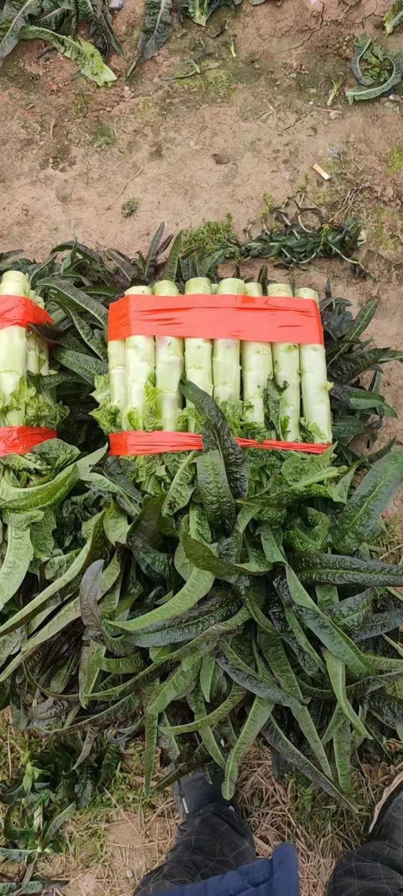【推荐】湖北尖叶莴笋红莴笋供应市场商超电商量大价优