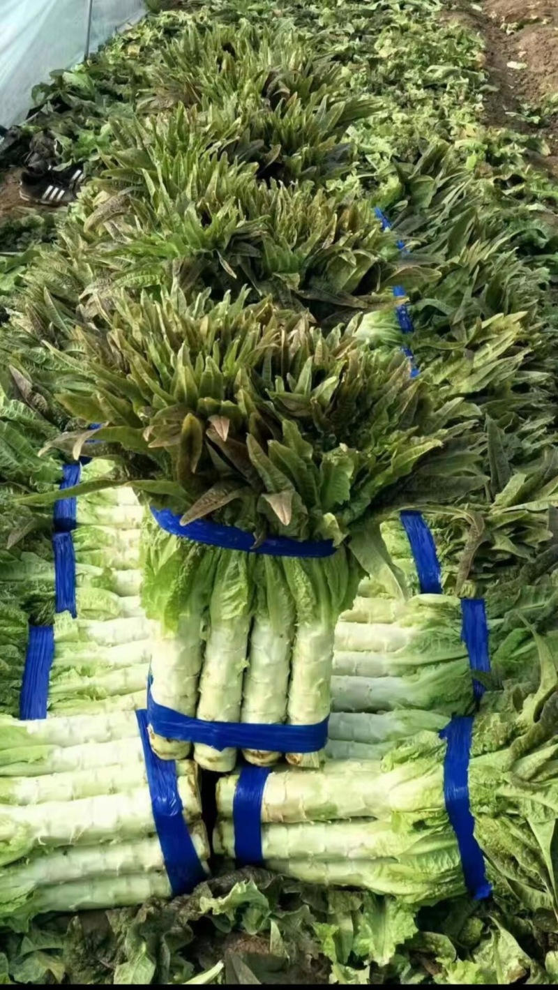 【推荐】湖北尖叶莴笋红莴笋供应市场商超电商量大价优