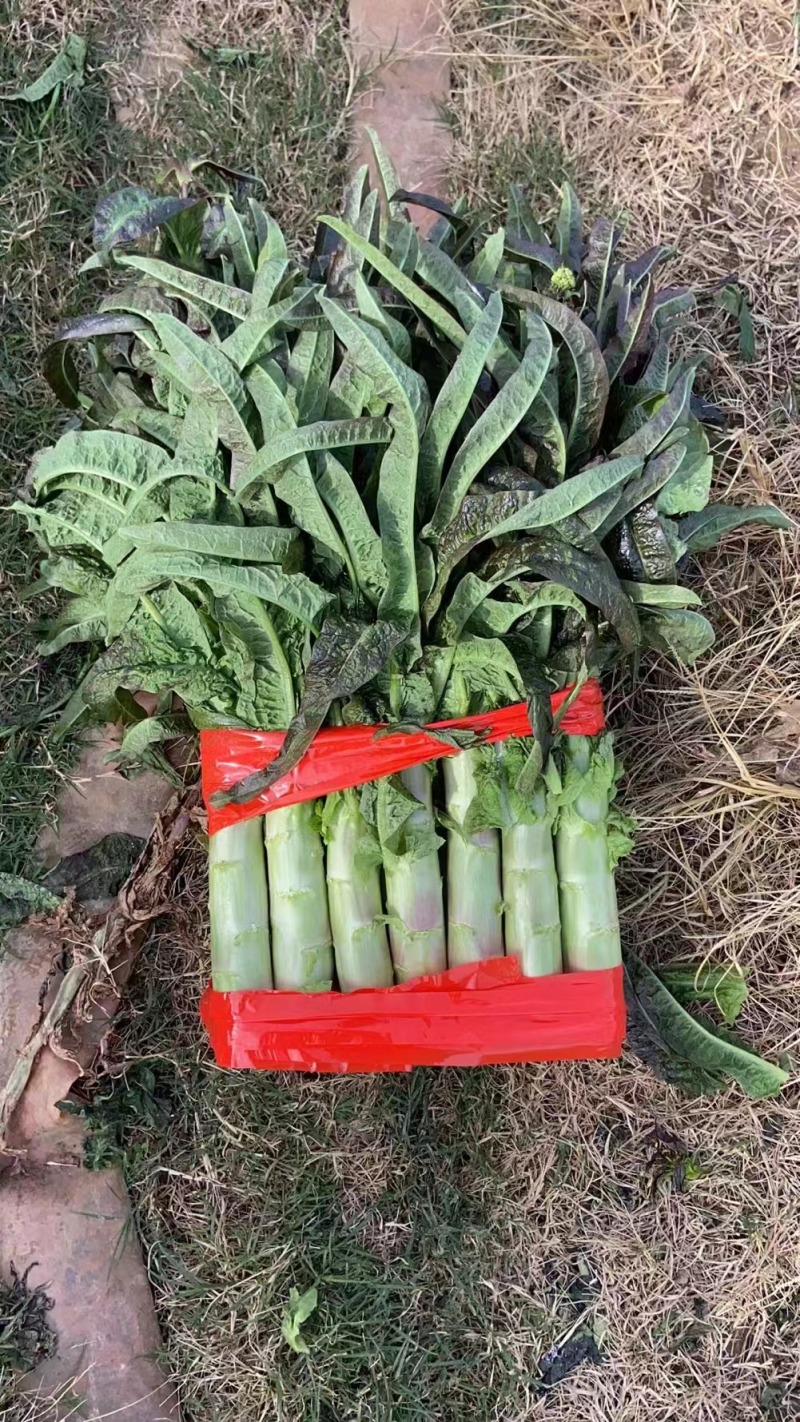 【推荐】湖北尖叶莴笋红莴笋供应市场商超电商量大价优