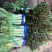 【推荐】湖北尖叶莴笋红莴笋供应市场商超电商量大价优