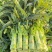 【推荐】湖北尖叶莴笋红莴笋供应市场商超电商量大价优