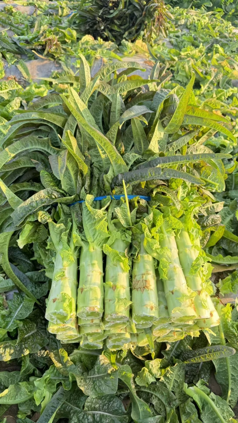 【推荐】湖北尖叶莴笋红莴笋供应市场商超电商量大价优