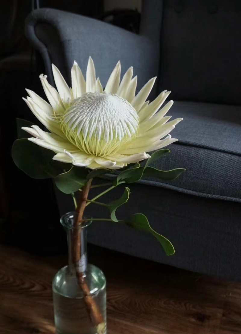 粉帝王白帝王袋苗精品苗可用于花束干花全国发货