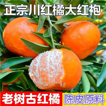 四川红橘，基地种植货量大***********