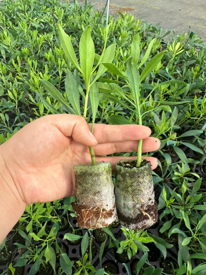 粉帝王白帝王袋苗精品苗可用于花束干花全国发货