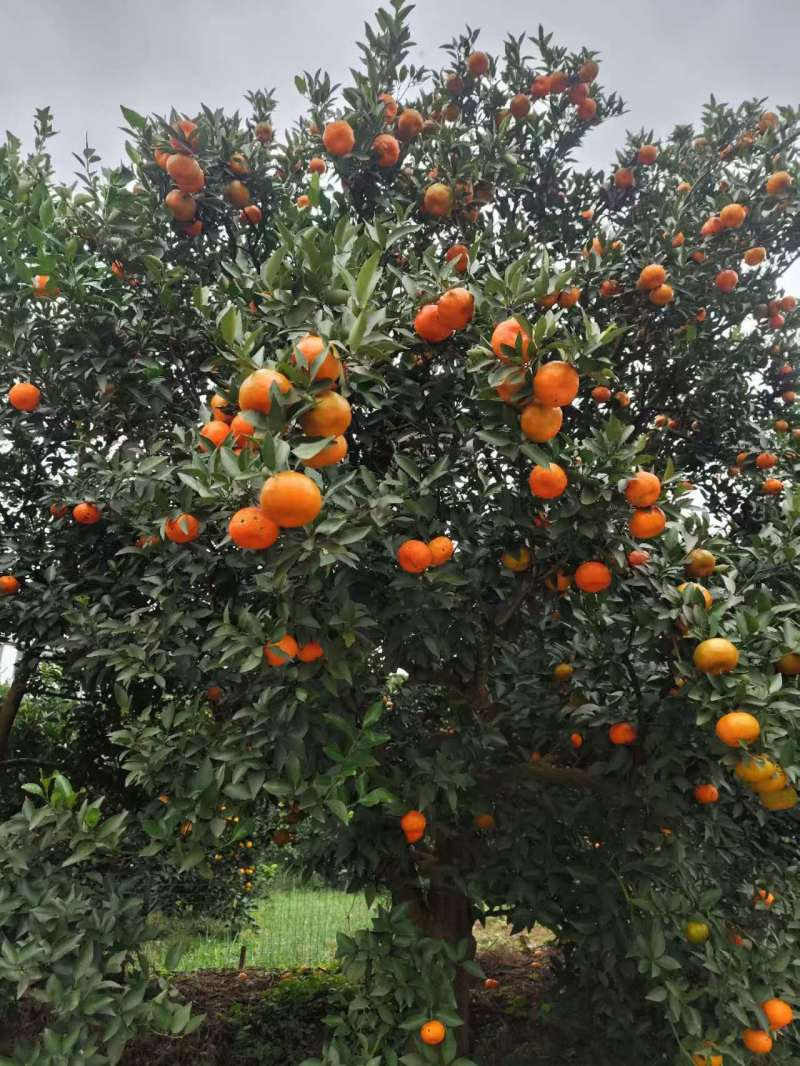 四川红橘，基地种植货量大***********