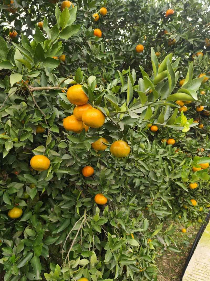 四川红橘，基地种植货量大***********