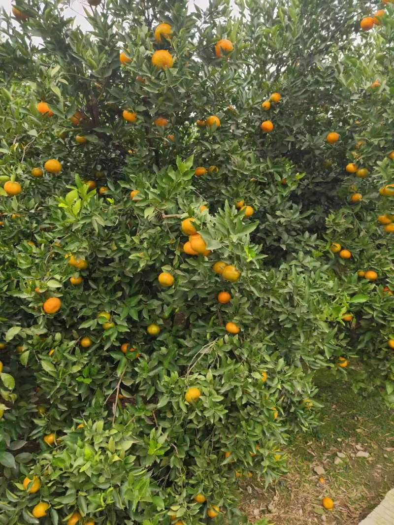 四川红橘，基地种植货量大***********