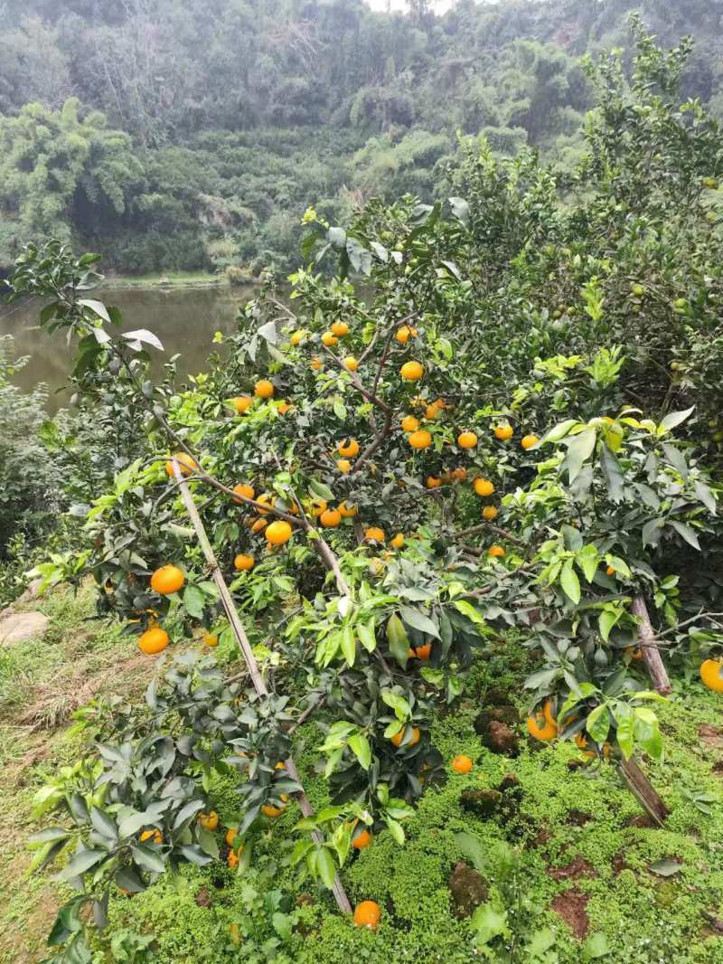 四川红橘，基地种植货量大***********