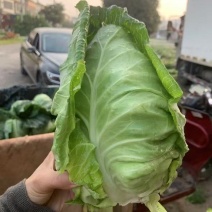【推荐】湖北牛心甘蓝一手货源供应市场商超电商量大价优