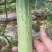 水果黄瓜种子先锋白绿