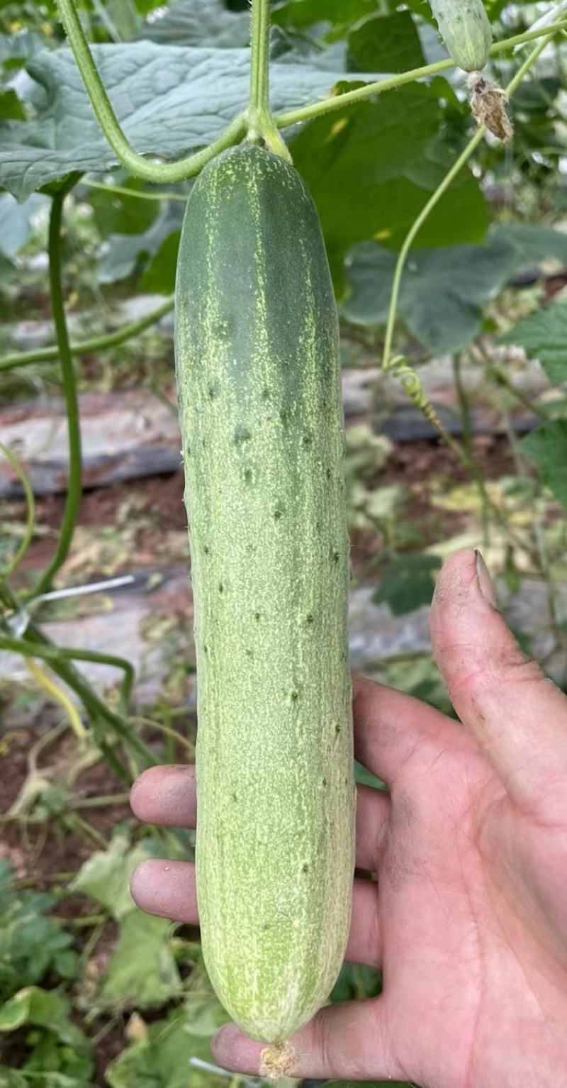 水果黄瓜种子先锋白绿