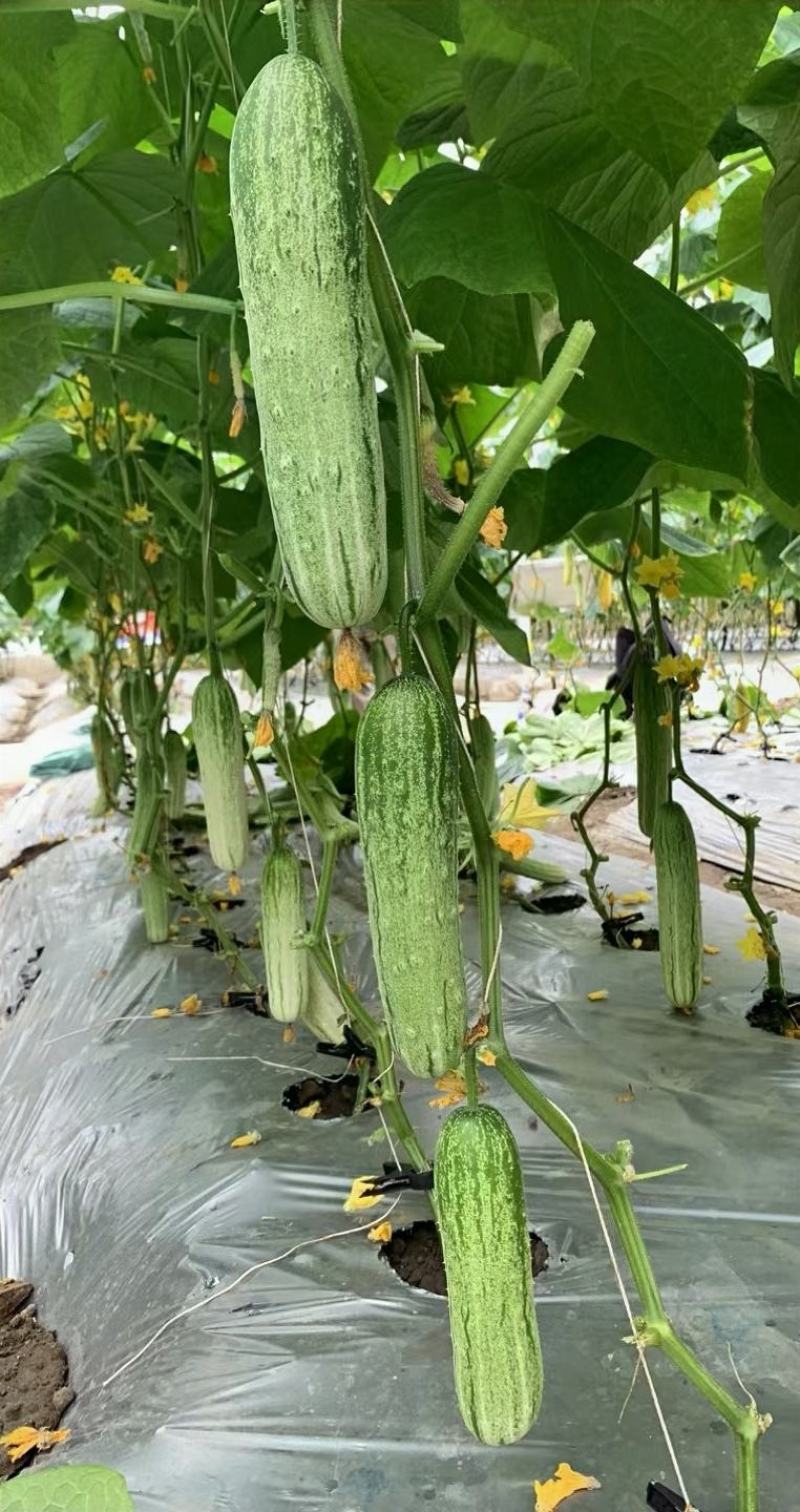 水果黄瓜种子先锋白绿