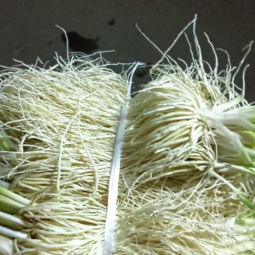 保山苤菜根