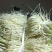 保山苤菜根