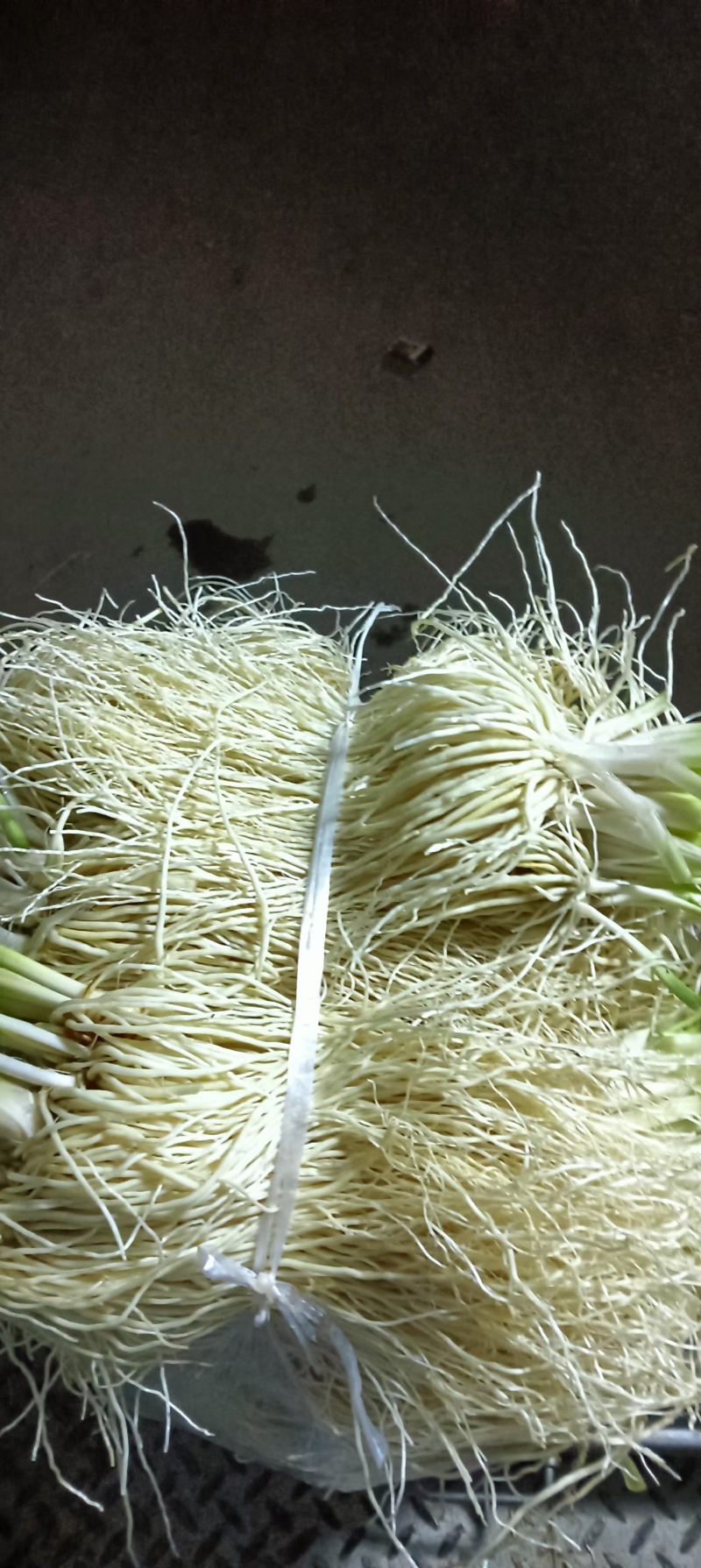 保山苤菜根