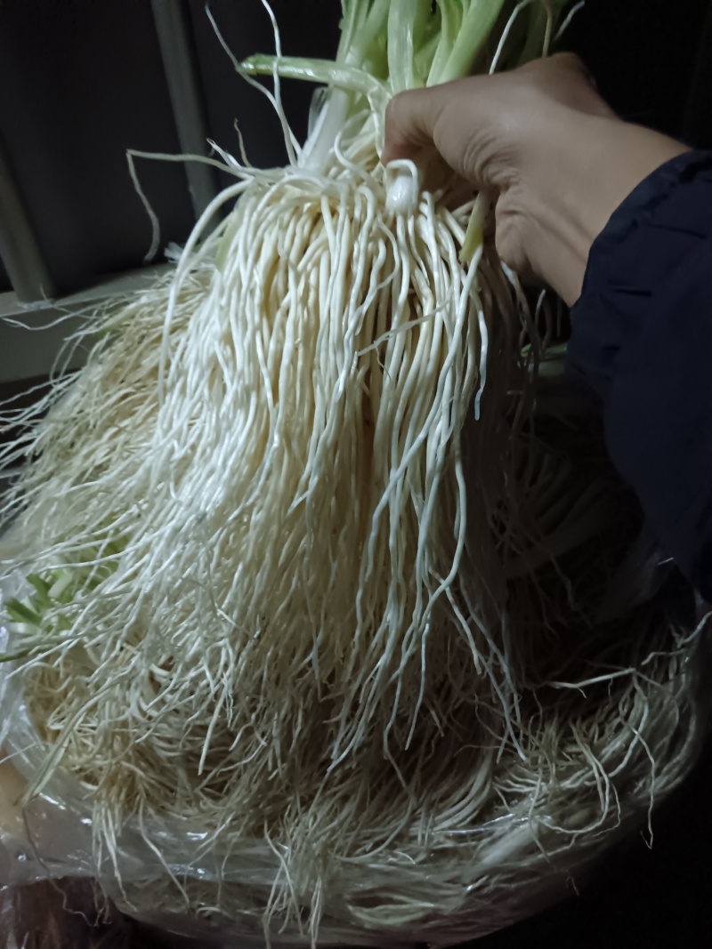 保山苤菜根