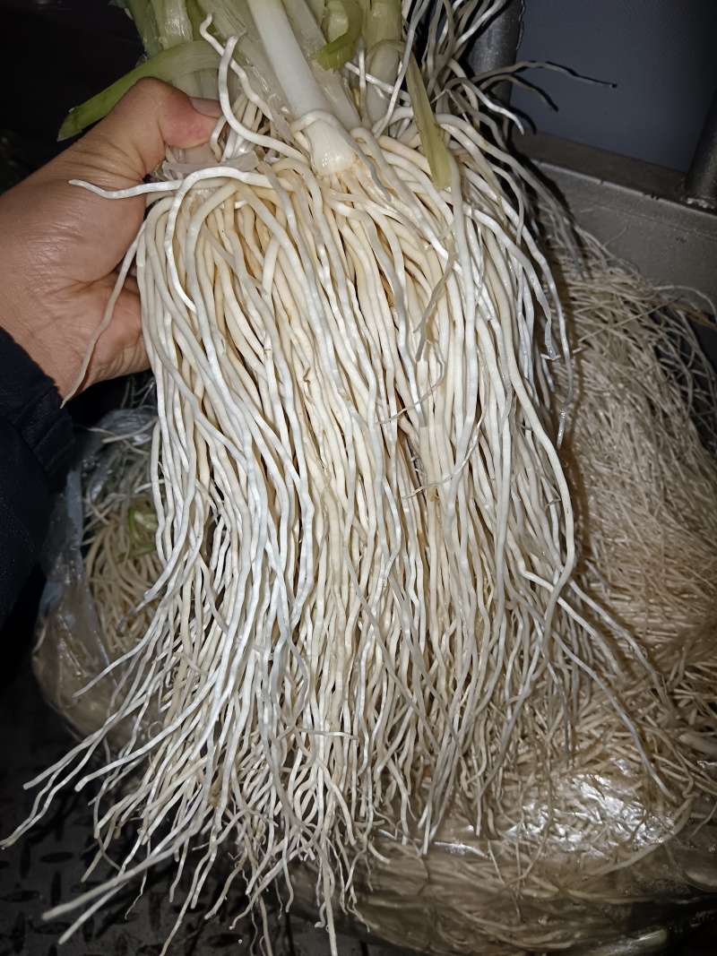 保山苤菜根