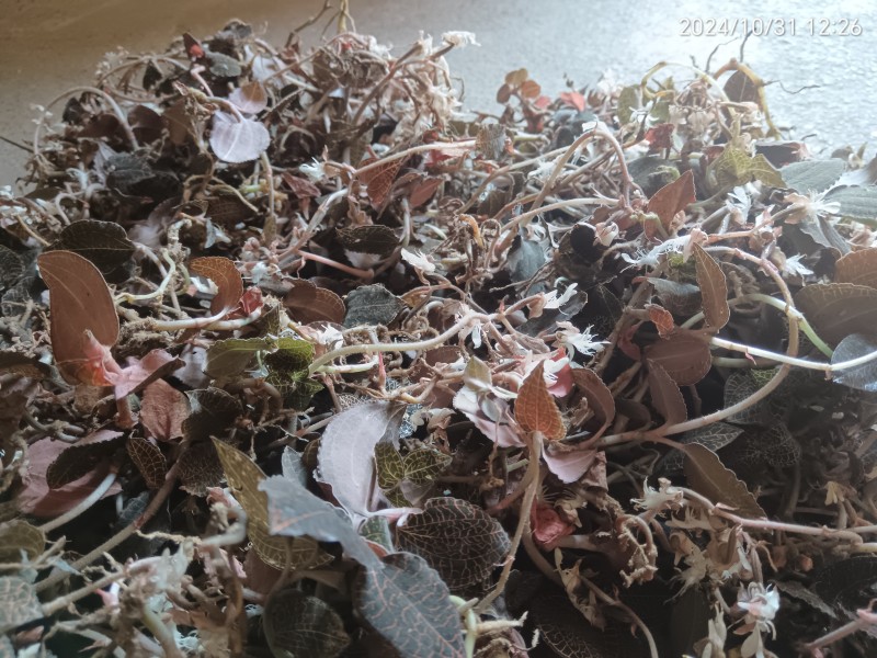 广西优质金线莲鲜品大量现货正品【别名:金耳环】两广包