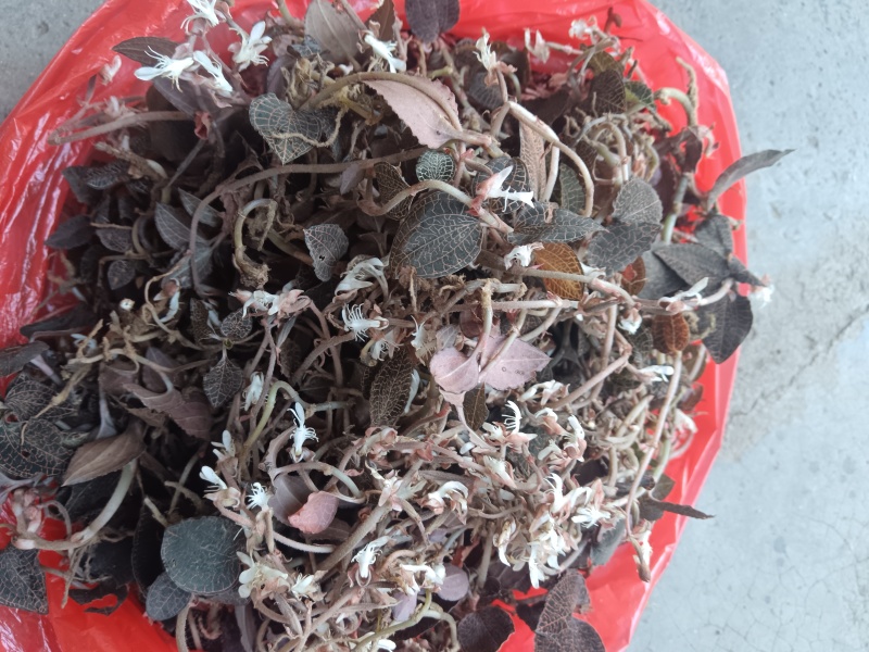 广西优质金线莲鲜品大量现货正品【别名:金耳环】两广包